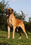 DOGUE ALLEMAND 353